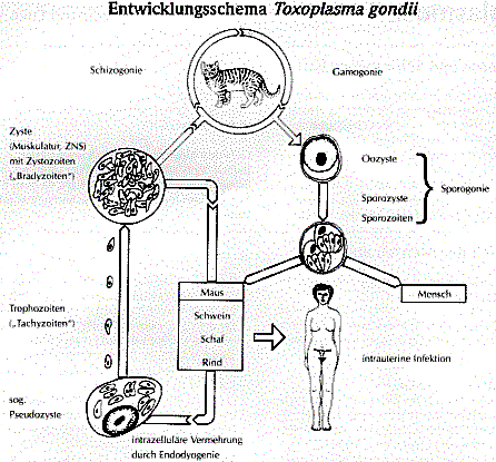 ToxoplasmoseEntwicklung