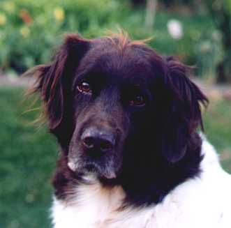 auf den Hund gekommen . . .