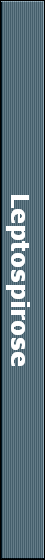 Leptospirose