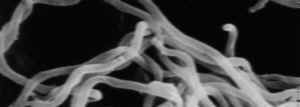 borrelia