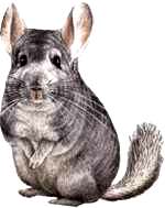 chinchilla