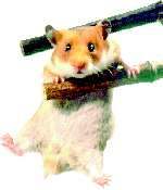 hamster1