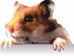 hamster2