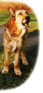 hund-borreliose-erkrankt_Kopie1