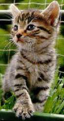 auf Samtpfoten . . .